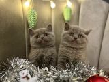 British Shorthair Bebekleri