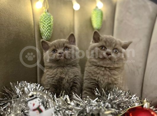 British Shorthair Bebekleri görsel