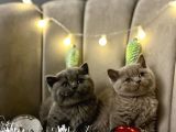 British shorthair Bebekleri