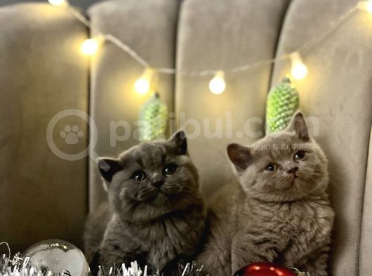 British Shorthair Bebekleri