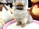 POMERRİAN BOO AYI SURATLI 