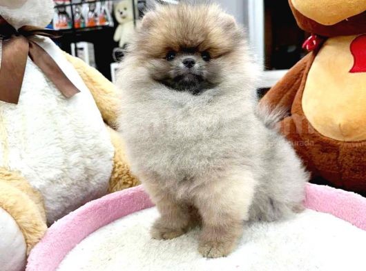 Pomerri̇an Boo Ayi Suratli 