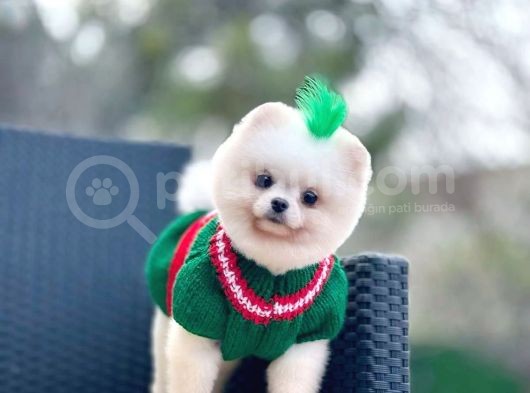 1 Yaş Teddy Teacup Teddy Bear Oğlumuz