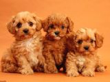 TOOY POODLE YAVRUMUZ 0 TEACUP 