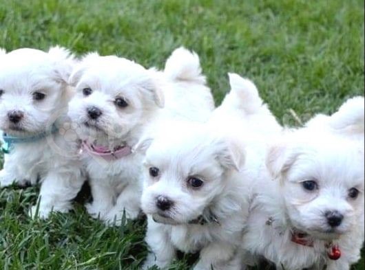 A Kalite Maltese Terrier Yavrularımız görsel