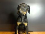 Estetikli ve Estetiksiz King Doberman