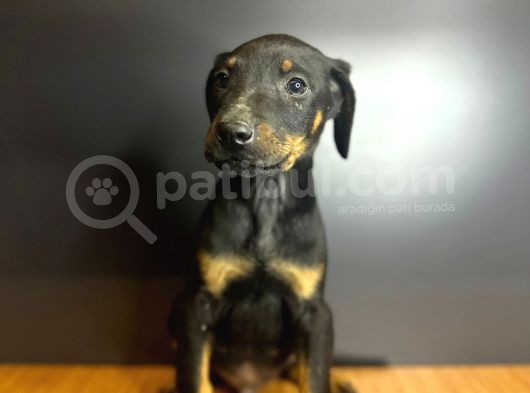Estetikli Ve Estetiksiz King Doberman
