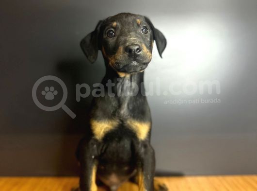 Estetikli Ve Estetiksiz King Doberman görsel