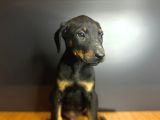 Estetikli Ve Estetiksiz King Doberman