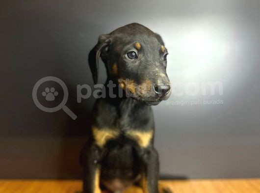 Estetikli Ve Estetiksiz King Doberman görsel
