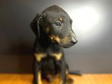 Estetikli Ve Estetiksiz King Doberman