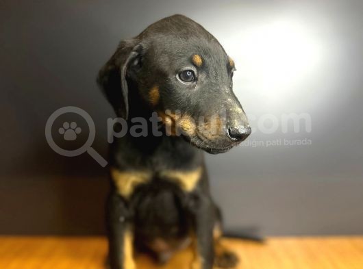 Estetikli Ve Estetiksiz King Doberman görsel