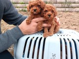 Mini Boy Toy Poodle Yavruları Kağıthane İstanbul