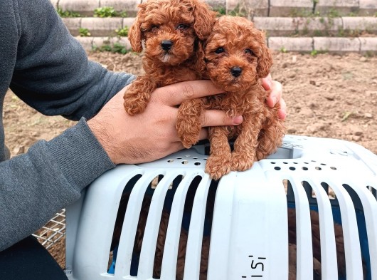 Mini Boy Toy Poodle Yavruları Kağıthane İstanbul görsel
