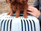 Mini Boy Toy Poodle Yavruları Kağıthane İstanbul