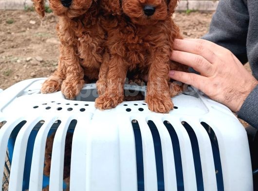 Mini Boy Toy Poodle Yavruları Kağıthane İstanbul görsel