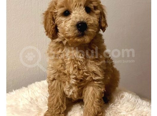 Minyatür Poodle Yavrular  görsel
