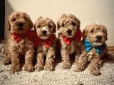 Minyatür poodle yavrular 