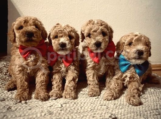 Minyatür Poodle Yavrular 