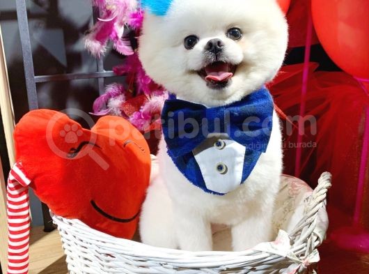 1 Yaş Teddy Bear Oğlumuz görsel