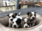 0 numara morkie yavrular      Kredi kart geçerlidir