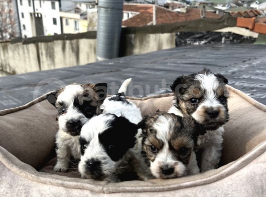 0 Numara Morkie Yavrular      Kredi Kart Geçerlidir