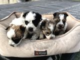 0 Numara Morkie Yavrular      Kredi Kart Geçerlidir