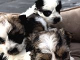 0 Numara Morkie Yavrular      Kredi Kart Geçerlidir