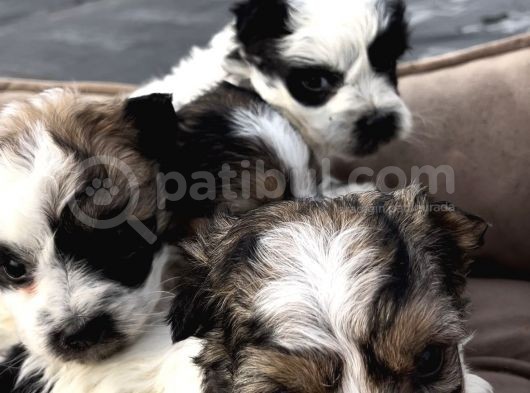 0 Numara Morkie Yavrular      Kredi Kart Geçerlidir görsel