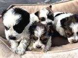 0 Numara Morkie Yavrular      Kredi Kart Geçerlidir