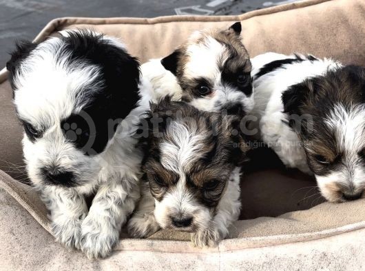 0 Numara Morkie Yavrular      Kredi Kart Geçerlidir görsel
