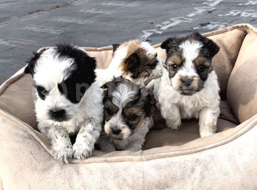 1.5 Kg Olucak Morkie Yavrular Irkırk Ve Sağlık Garantili