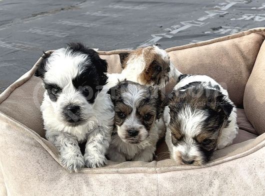 1.5 Kg Olucak Morkie Yavrular Irkırk Ve Sağlık Garantili görsel