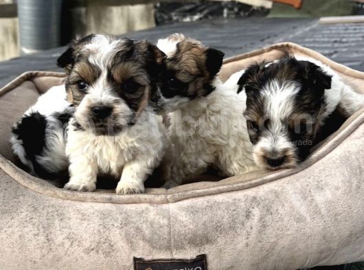 1.5 Kg Olucak Morkie Yavrular Irkırk Ve Sağlık Garantili görsel