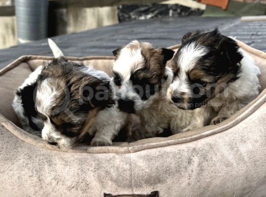 1.5 Kg Olucak Morkie Yavrular Irkırk Ve Sağlık Garantili görsel