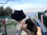 Ameri̇kan Aki̇ta Bebekler