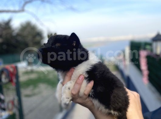 Ameri̇kan Aki̇ta Bebekler görsel