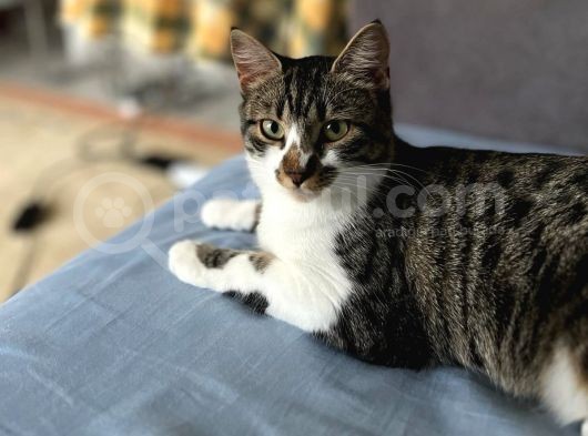 1 Yaşinda Di̇şi̇ Kedi̇ Sahi̇plendi̇rme görsel