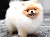 POMERRİAN BOO AYI SURATLI 