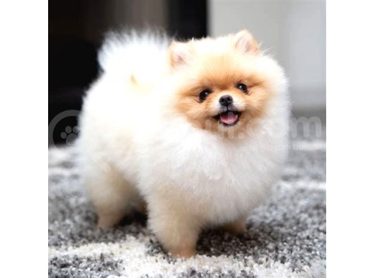 Pomerri̇an Boo Ayi Suratli 