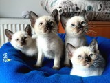 ÖZEL SAFKAN SİYAM KEDİLERİMİZ