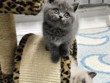 Show Kalitede Reng Reng British Shorthair Yvrlar
