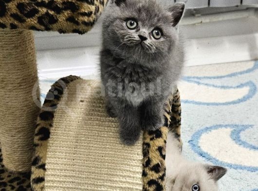 Show Kalitede Reng Reng British Shorthair Yvrlar görsel