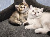 Show kalitede reng reng british shorthair yvrlar