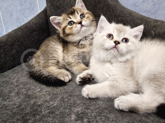 Show Kalitede Reng Reng British Shorthair Yvrlar