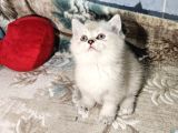 Show Kalitede Reng Reng British Shorthair Yvrlar