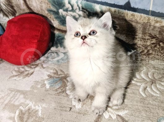 Show Kalitede Reng Reng British Shorthair Yvrlar görsel