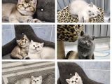 Show Kalitede Reng Reng British Shorthair Yvrlar