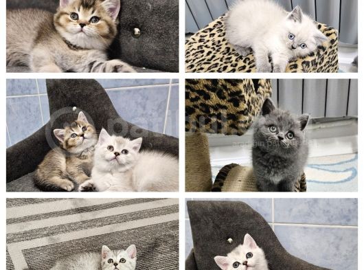 Show Kalitede Reng Reng British Shorthair Yvrlar görsel