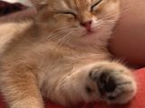 Safkan Golden Ny11